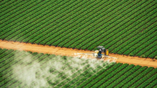 Professional Pest Control in Shadybrook, TX
