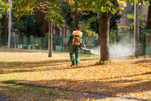 Best Local Pest Control Services  in Shadybrook, TX